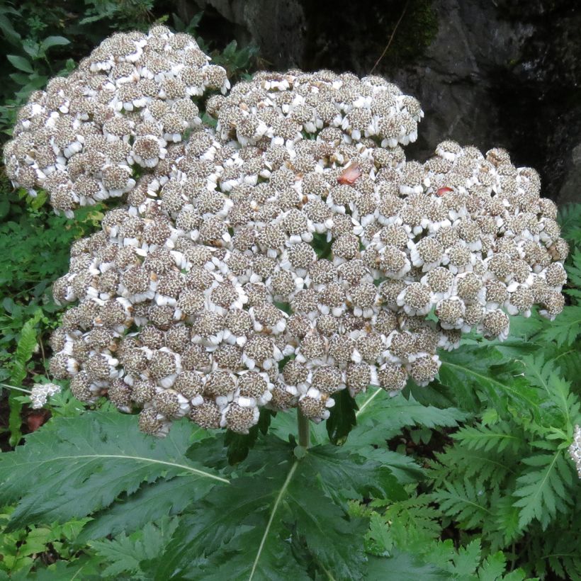 Chrysanthemum macrophyllum - Schafgarbenmargerite (Flowering)
