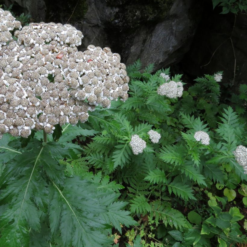 Chrysanthemum macrophyllum - Schafgarbenmargerite (Plant habit)