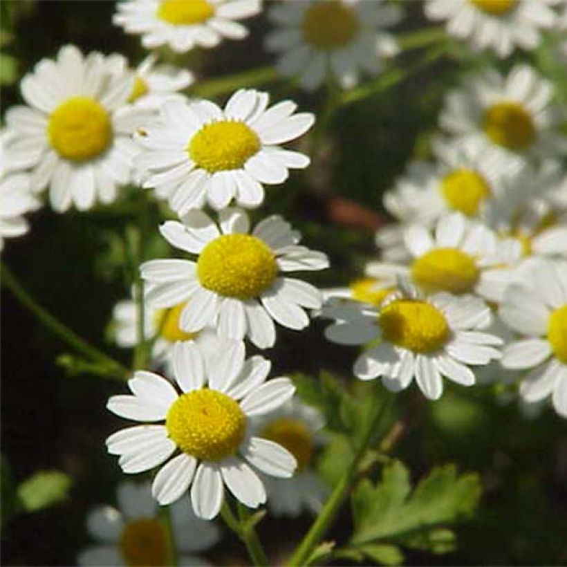 Chrysanthemum parthenium Aureum - Mutterkraut (Flowering)