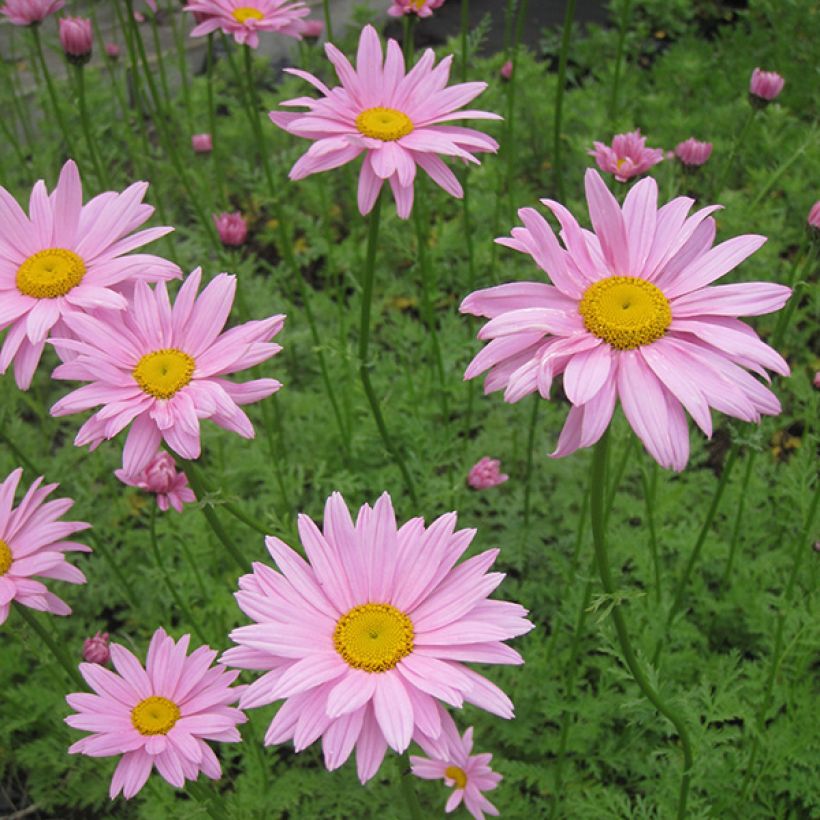 Chrysanthemum rubellum Clara Curtis - Herbst-Chrysantheme (Flowering)