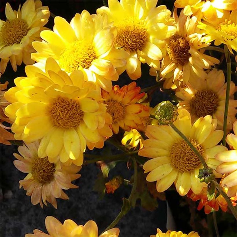 Chrysanthemum rubellum Dernier Soleil - Herbst-Chrysantheme (Flowering)