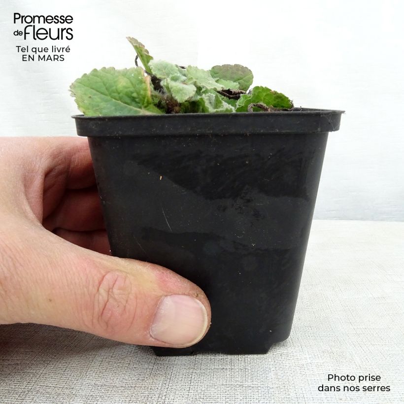 Exemplar von Chrysogonum virginianum André Viette - Goldkörbchen Kleine Töpfe von 8/9 cm wie im Frühjahr geliefert