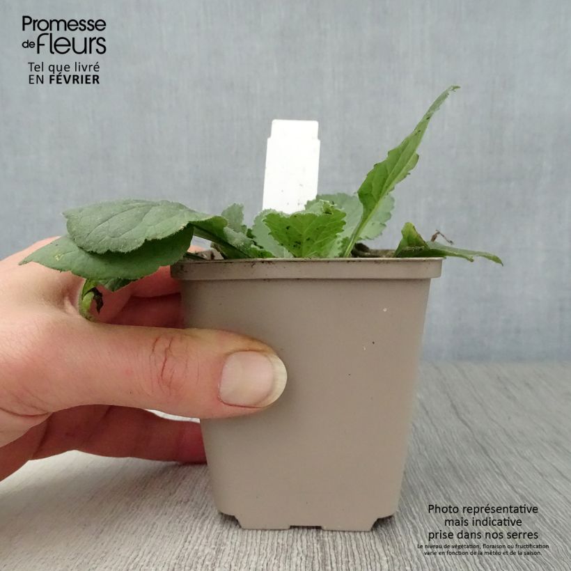 Exemplar von Chrysogonum virginianum André Viette - Goldkörbchen Kleine Töpfe von 8/9 cm wie im Winter geliefert