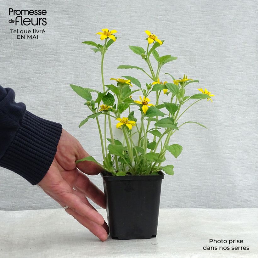 Exemplar von Chrysogonum virginianum - Goldkörbchen Kleine Töpfe von 8/9 cm wie im Frühjahr geliefert