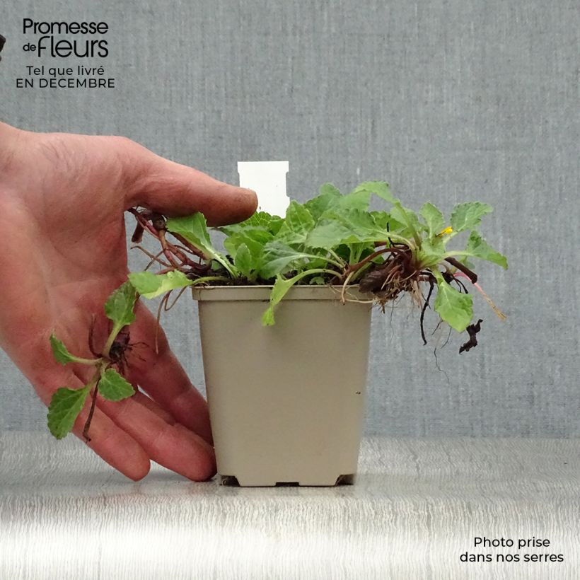 Exemplar von Chrysogonum virginianum - Goldkörbchen Kleine Töpfe von 8/9 cm wie im Winter geliefert