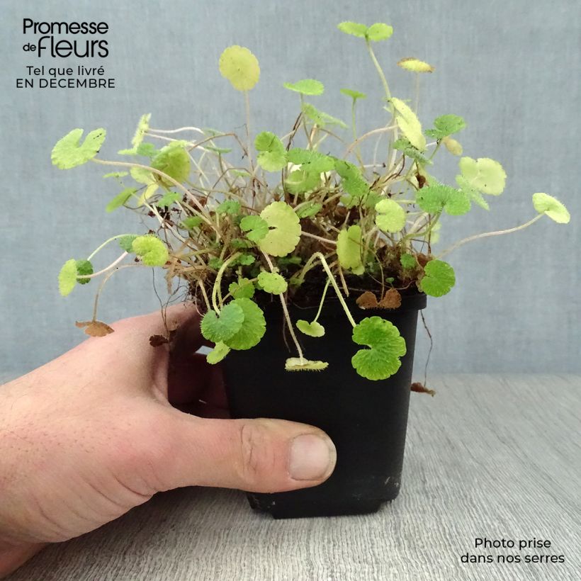 Exemplar von Chrysosplenium alternifolium - Wechselblättriges Milzkraut Kleine Töpfe von 7/8 cm wie im Winter geliefert