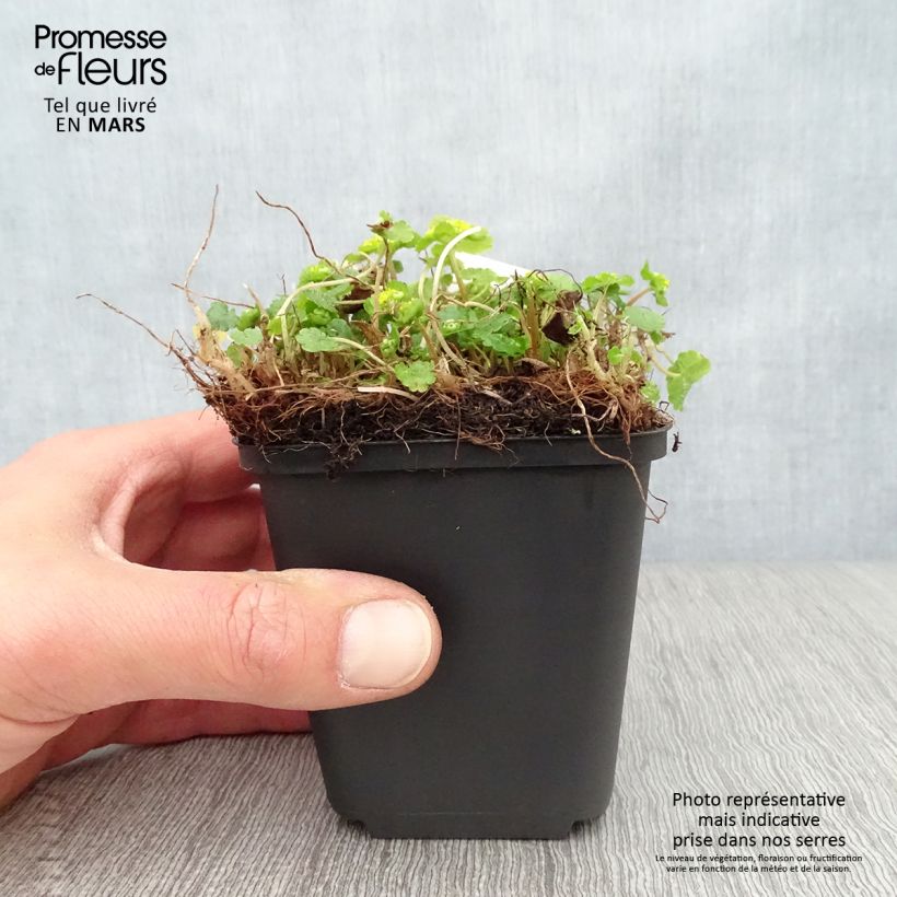 Exemplar von Chrysosplenium davidianum - Milzkraut Kleine Töpfe von 8/9 cm wie im Frühjahr geliefert