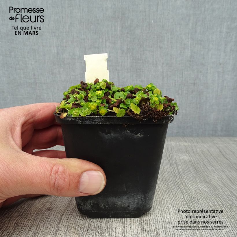 Example of Chrysosplenium davidianum - Milzkraut Kleine Töpfe von 8/9 cm as you get in hiver