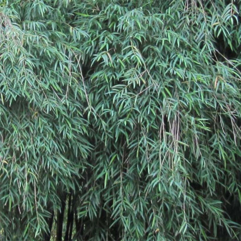 Chusquea culeou - Bambus (Foliage)