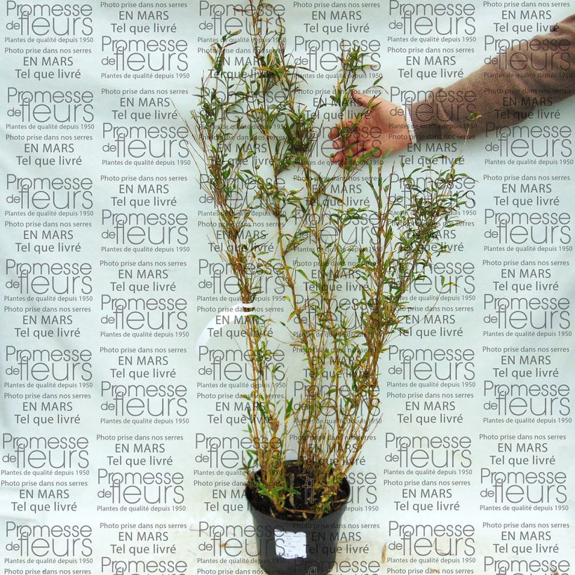 Example of Chusquea culeou - Bambus Topf mit 4L/5L as you get