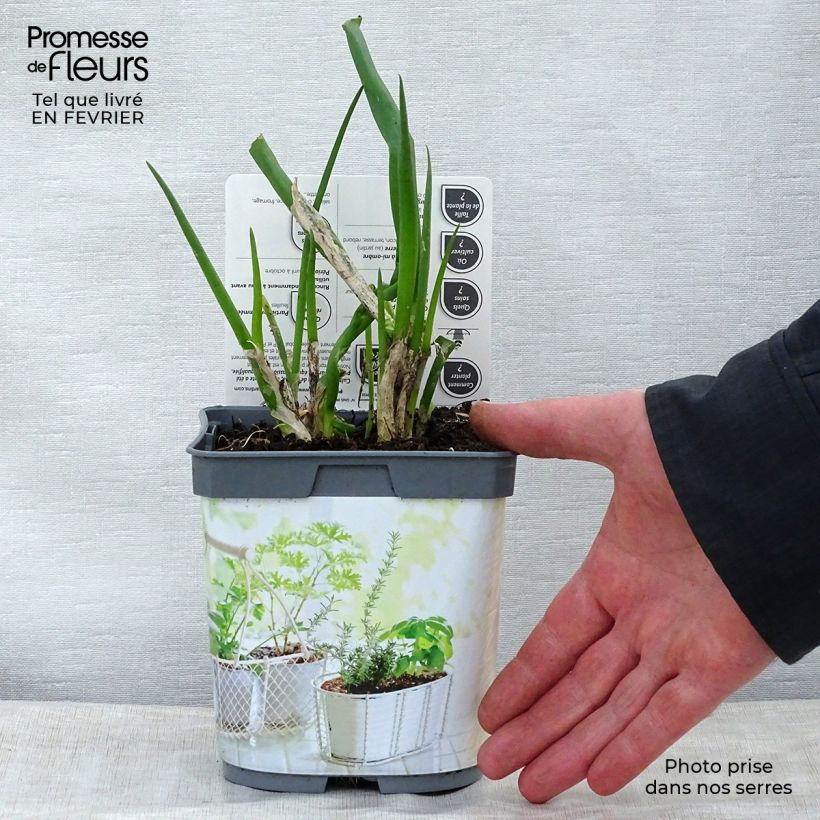 Exemplar von Winter-Zwiebel Bio Topf mit 1L/1,5L wie im Winter geliefert