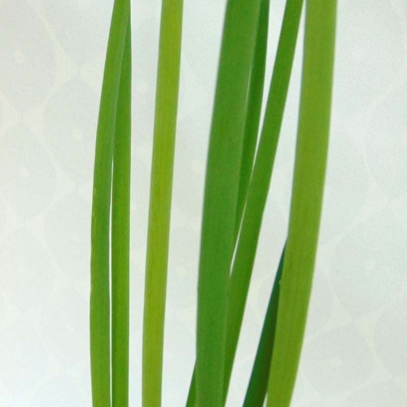 Winter-Zwiebel Bio (Foliage)