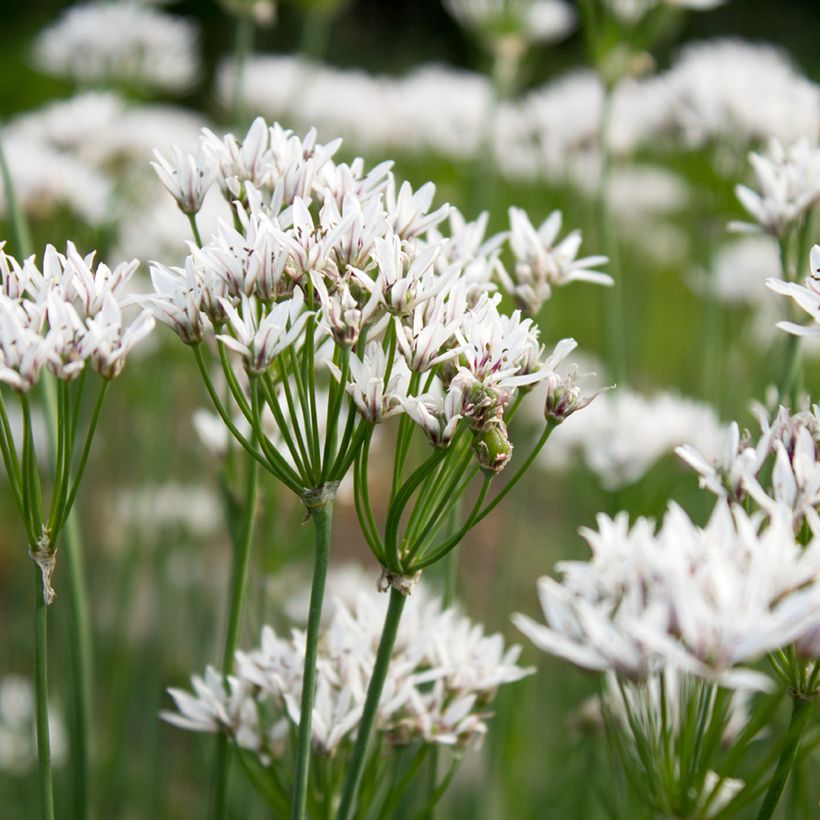 Chinesischer Lauch - Allium ramosum (Flowering)