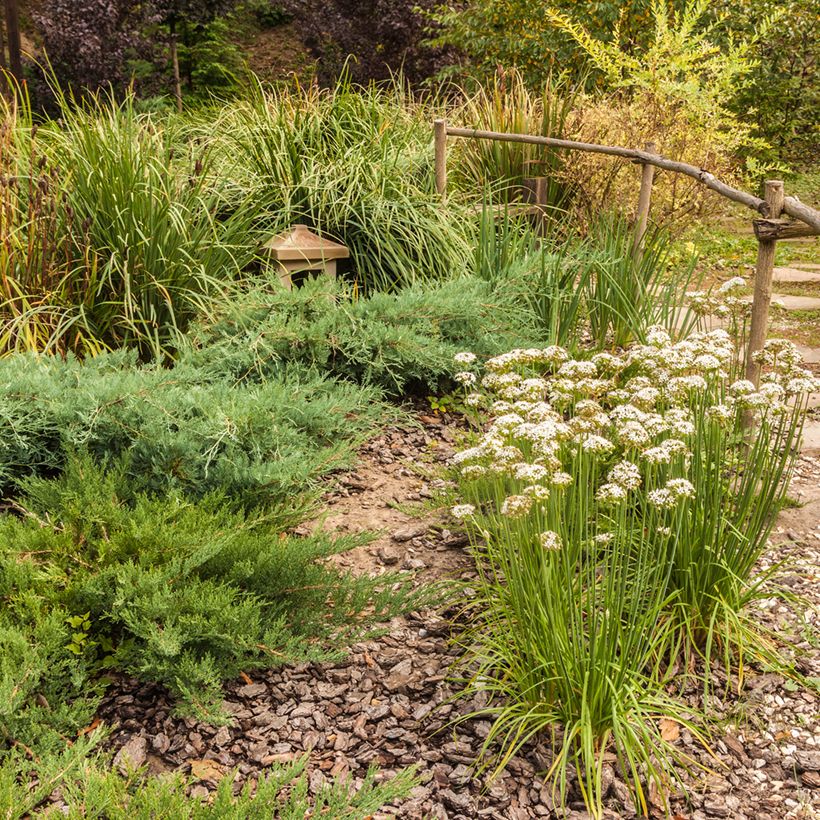 Chinesischer Lauch - Allium ramosum (Plant habit)