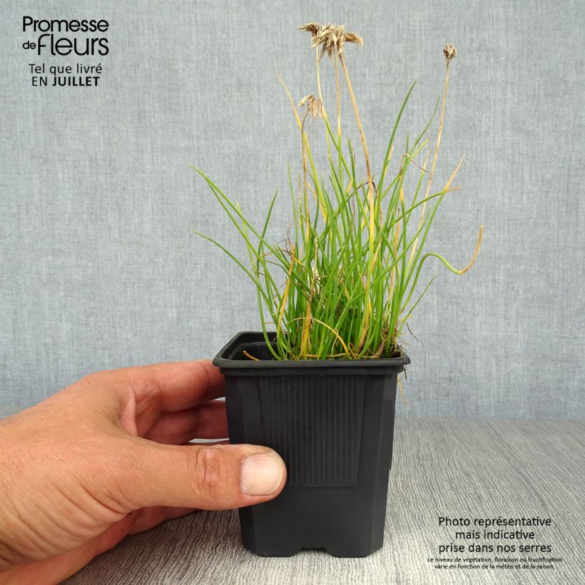 Exemplar von Schnittlauch Corsican White - Allium schoenoprasum Kleine Töpfe von 8/9 cm wie im Sommer geliefert