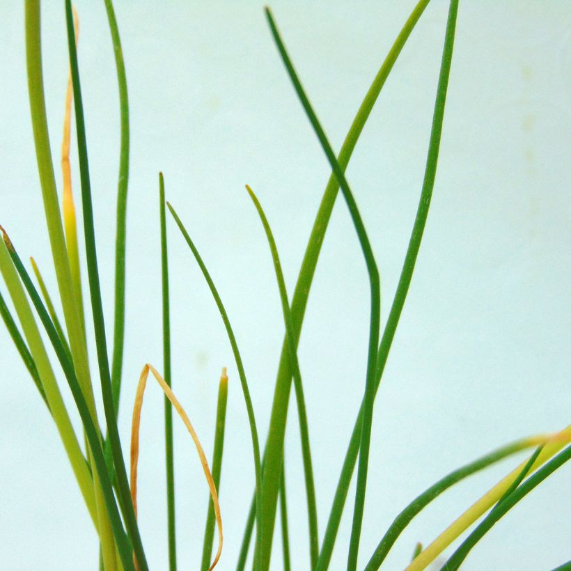 Schnittlauch - Allium schoenoprasum (Foliage)
