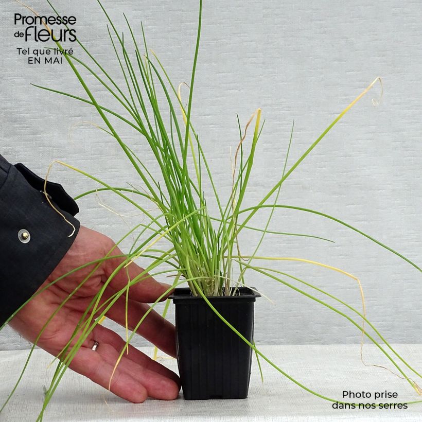 Exemplar von Schnittlauch - Allium schoenoprasum Kleine Töpfe von 8/9 cm wie im Frühjahr geliefert