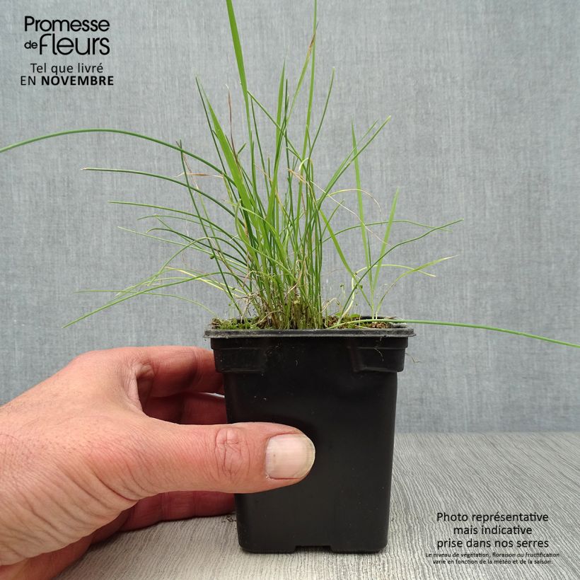 Example of Schnittlauch - Allium schoenoprasum Kleine Töpfe von 8/9 cm as you get in automne
