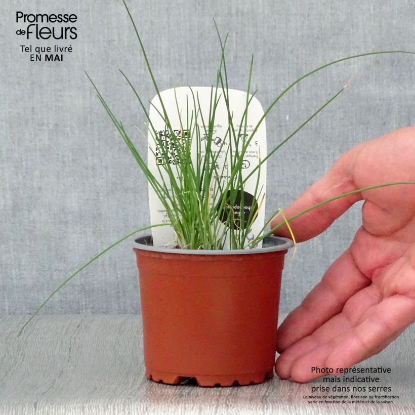 Example of Schnittlauch Bio-Pflanzen Topf 10 cm/11cm as you get in printemps