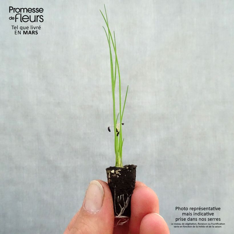 Example of Schnittlauch Polyvert Bio-Pflanzen Mini-Plug Ø 1,5/2,5 cm as you get in printemps