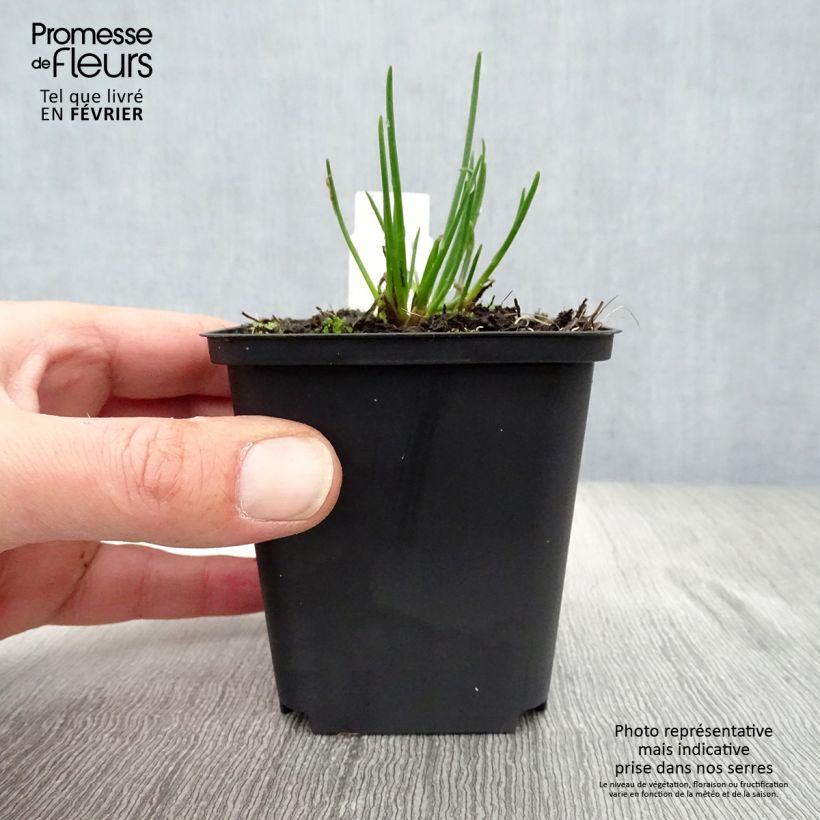 Exemplar von Schnittlauch Rising Star Kleine Töpfe von 8/9 cm wie im Winter geliefert