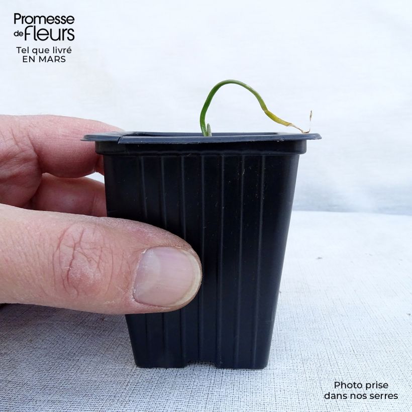 Exemplar von Schnittknoblauch Bio Kleine Töpfe von 7/8 cm wie im Frühjahr geliefert