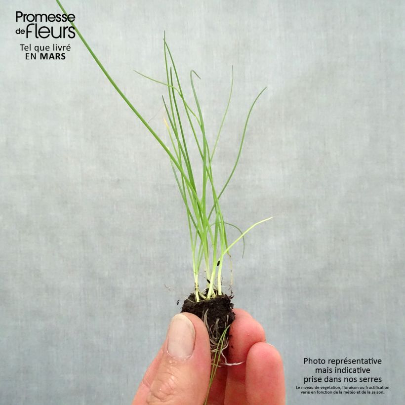 Example of Feiner Schnittlauch Mini-Plug Ø 3/4 cm as you get in printemps