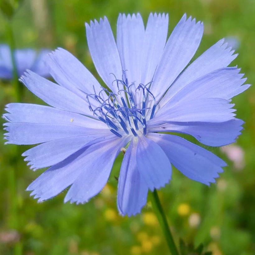 Cichorium intybus - Wegwarte (Blüte)