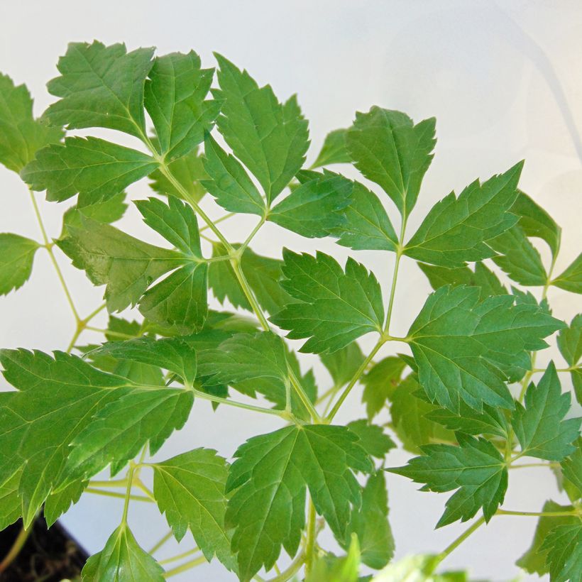 Actaea matsumurae White Pearl - Silberkerze (Foliage)