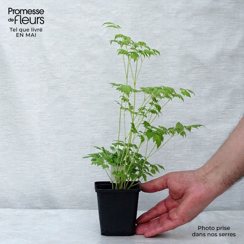 Exemplar von Actaea matsumurae White Pearl - Silberkerze Kleine Töpfe von 8/9 cm wie im Frühjahr geliefert