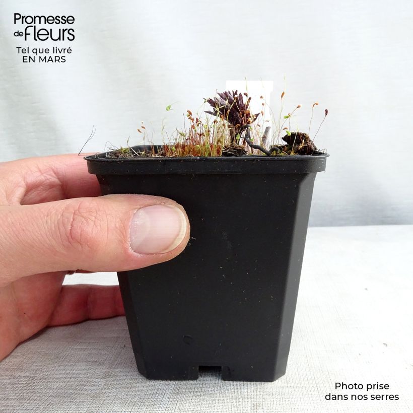 Exemplar von Actaea simplex Brunette - Oktober-Silberkerze Kleine Töpfe von 8/9 cm wie im Frühjahr geliefert