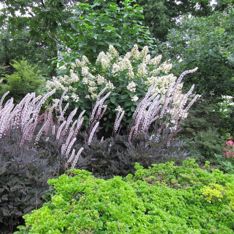 Actaea simplex Brunette - Oktober-Silberkerze (Plant habit)