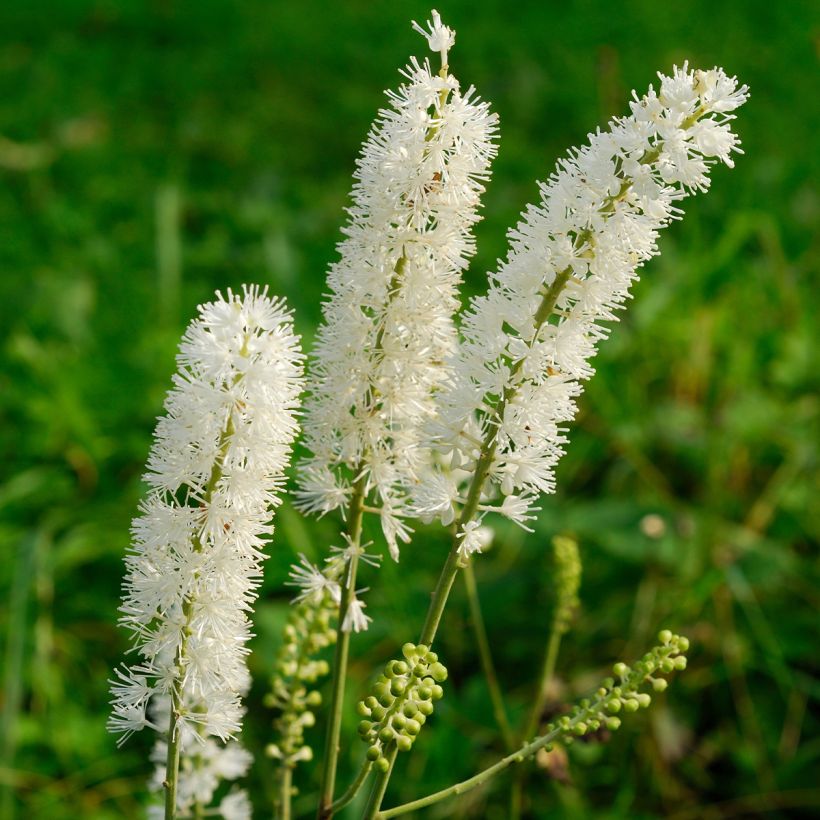 Actaea arizonica - Christophskräuter (Flowering)