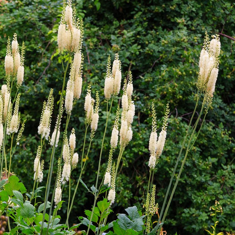 Actaea arizonica - Christophskräuter (Plant habit)