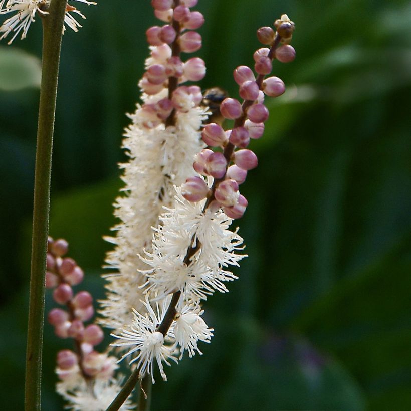Actaea japonica - Zwerg-Silberkerze (Flowering)