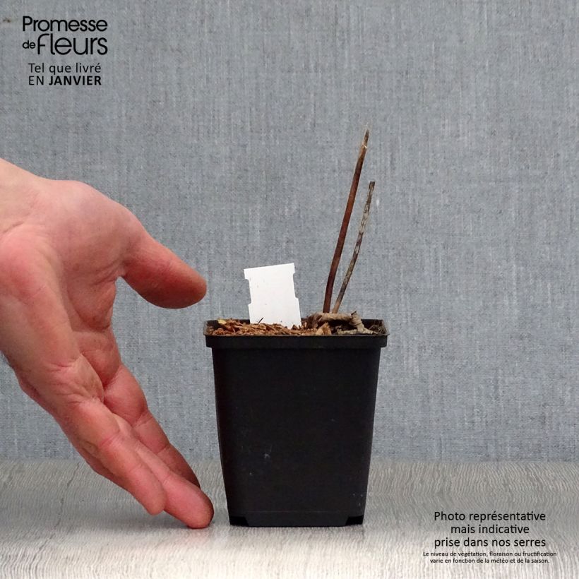 Exemplar von Actaea biternata - Christophskraut Kleine Töpfe von 8/9 cm wie im Winter geliefert