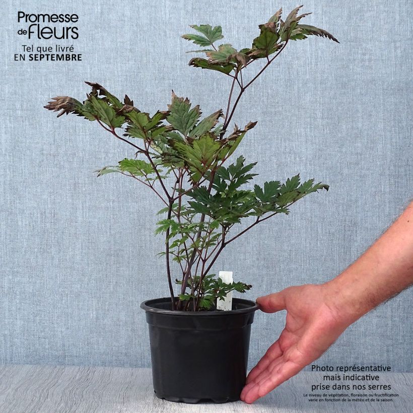 Example of Actaea simplex Atropurpurea - Oktober-Silberkerze Topf mit 2L/3L as you get in automne