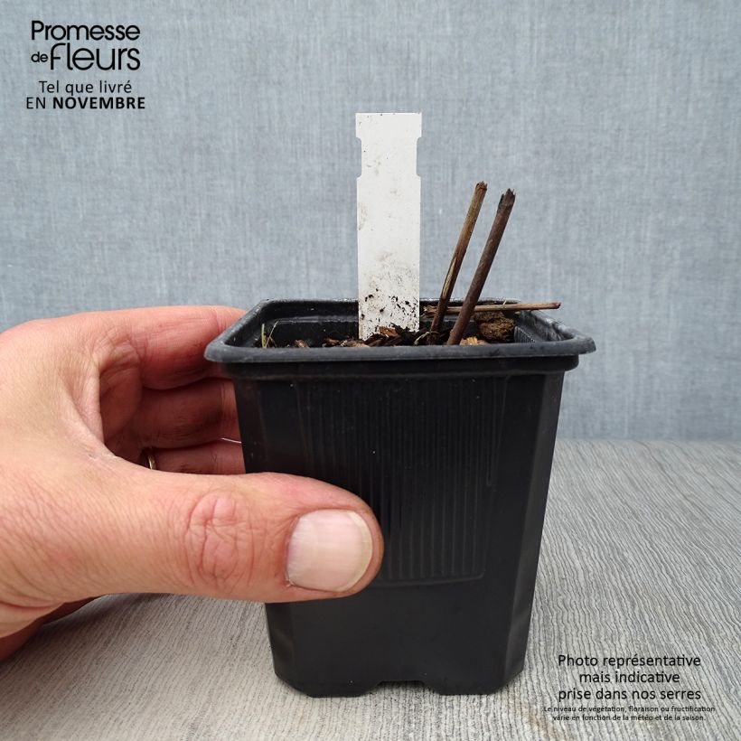 Example of Actaea matsumurae White Pearl - Silberkerze Kleine Töpfe von 8/9 cm as you get in automne