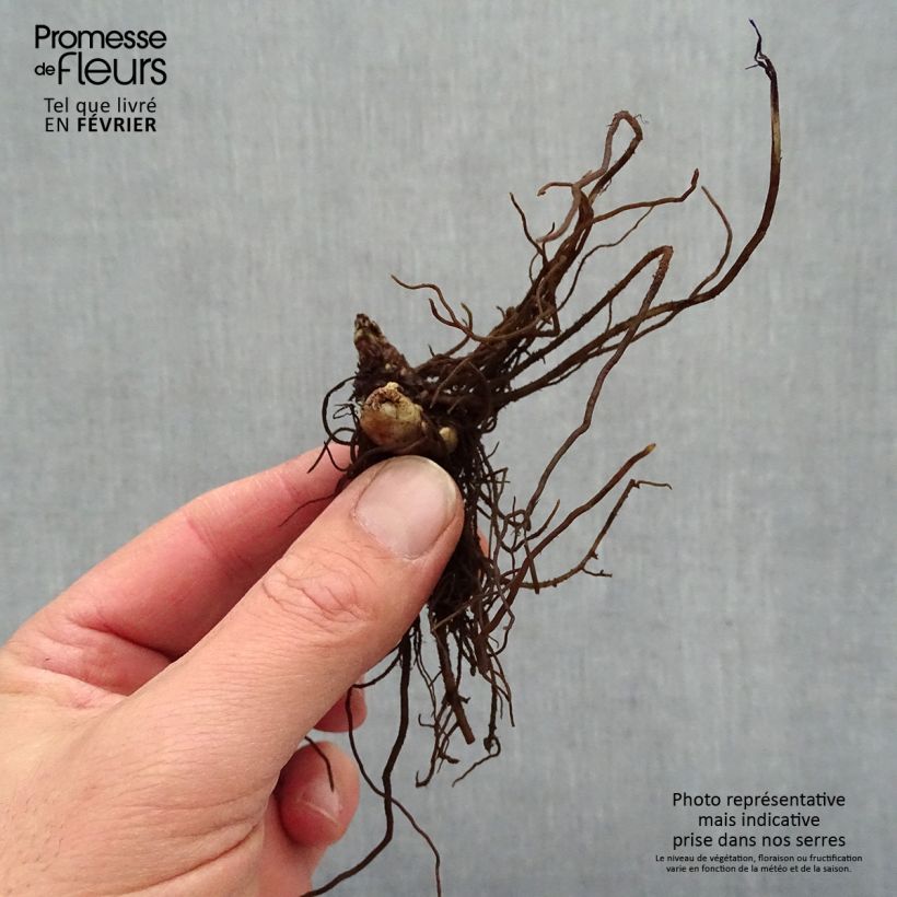 Example of Actaea simplex Chocoholic - Oktober-Silberkerze Wurzelnackt as you get in hiver