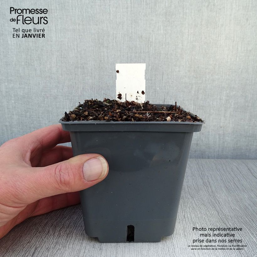 Exemplar von Actaea Black Negligee - Silberkerze Topf mit 1L/1,5L wie im Winter geliefert