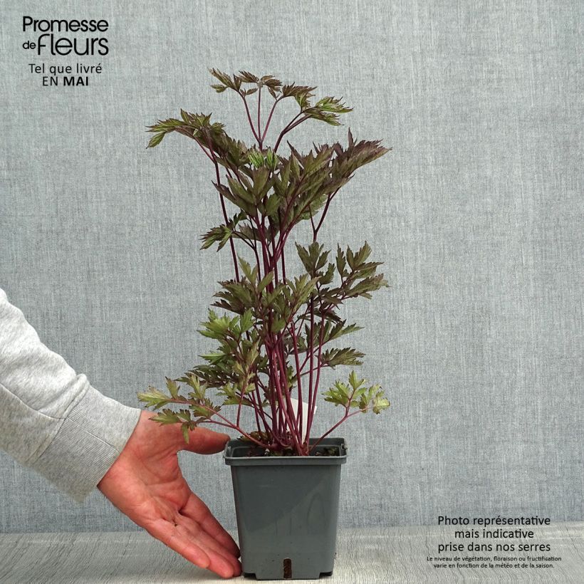 Exemplar von Actaea Black Negligee - Silberkerze Topf mit 1L/1,5L wie im Frühjahr geliefert