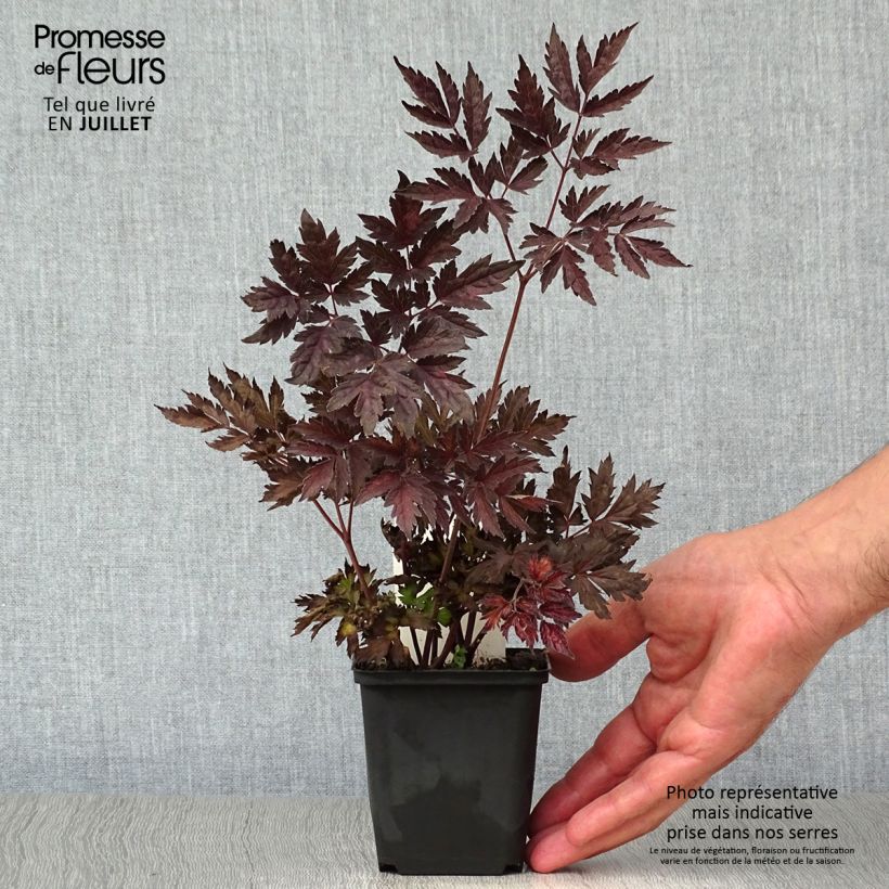 Exemplar von Actaea simplex Pink Spike - Oktober-Silberkerze Kleine Töpfe von 8/9 cm wie im Sommer geliefert