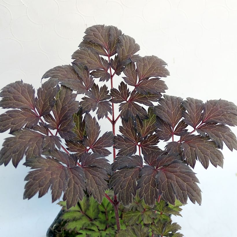 Actaea simplex James Compton - Oktober-Silberkerze (Foliage)