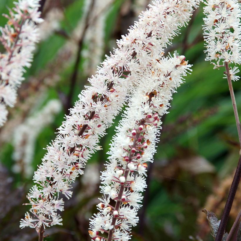 Actaea Black Negligee - Silberkerze (Flowering)