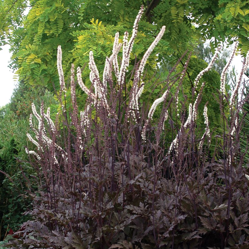 Actaea Black Negligee - Silberkerze (Plant habit)