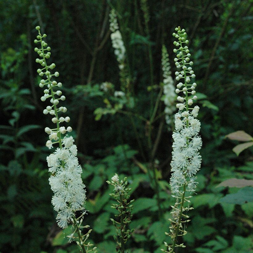 Actaea racemosa - Trauben-Silberkerze (Flowering)