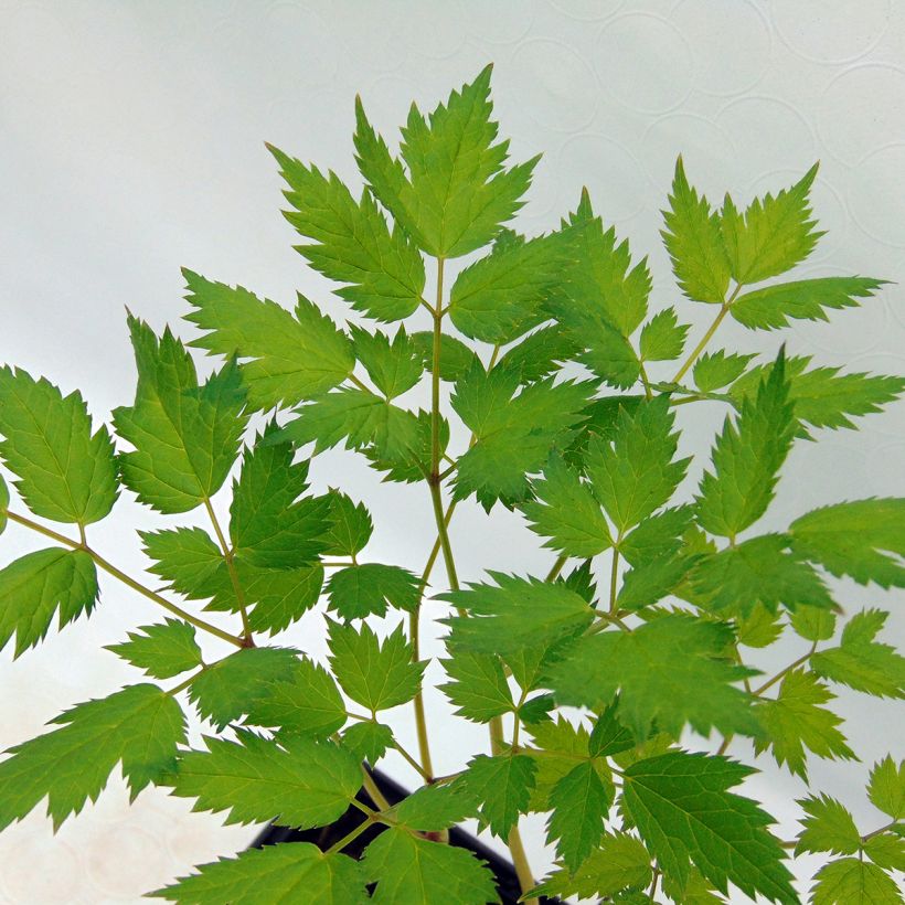 Actaea racemosa - Trauben-Silberkerze (Foliage)