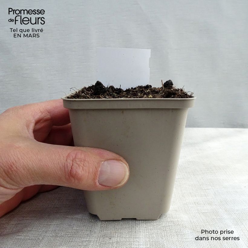 Exemplar von Actaea racemosa - Trauben-Silberkerze Kleine Töpfe von 8/9 cm wie im Frühjahr geliefert