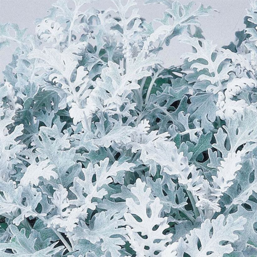 Senecio cineraria Silver Dust - Kreuzkraut (Foliage)