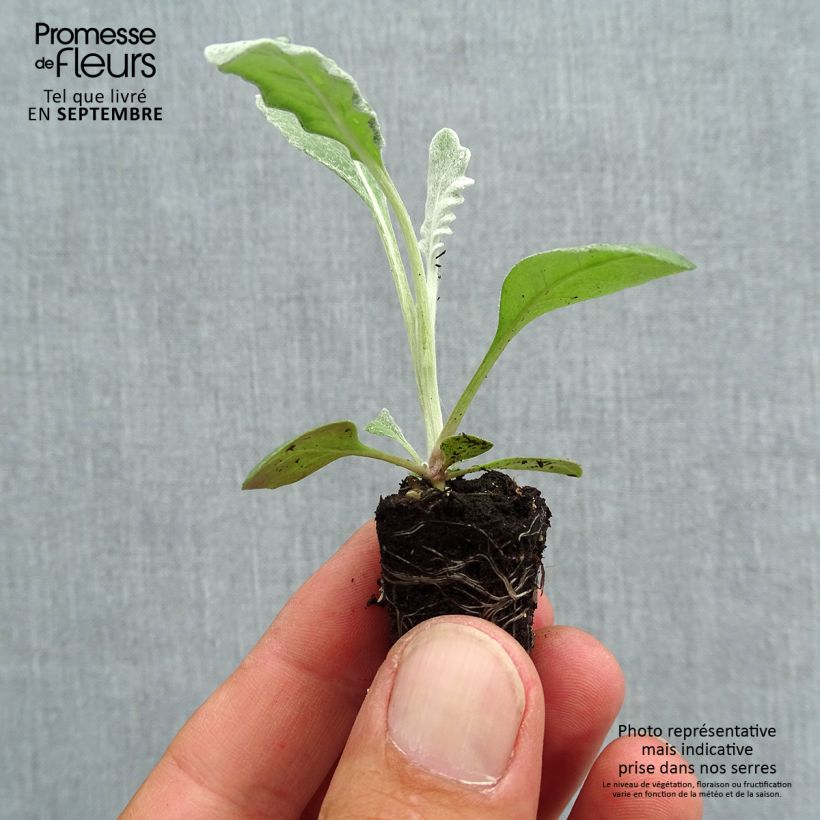 Example of Senecio cineraria Silver Dust - Kreuzkraut Mini-Plug Ø 1,5/2,5 cm as you get in automne